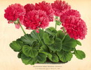 Pelargonium hortom